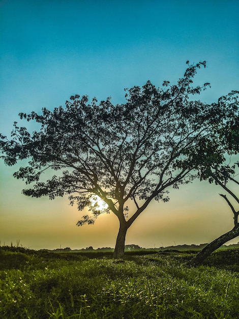 Foto un árbol en un campo con la puesta de sol detrás de él.