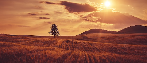 Foto el árbol está en el campo. puesta de sol