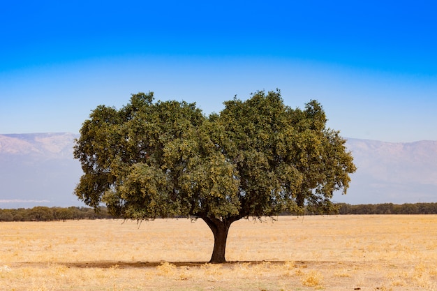 Árbol en el campo seco