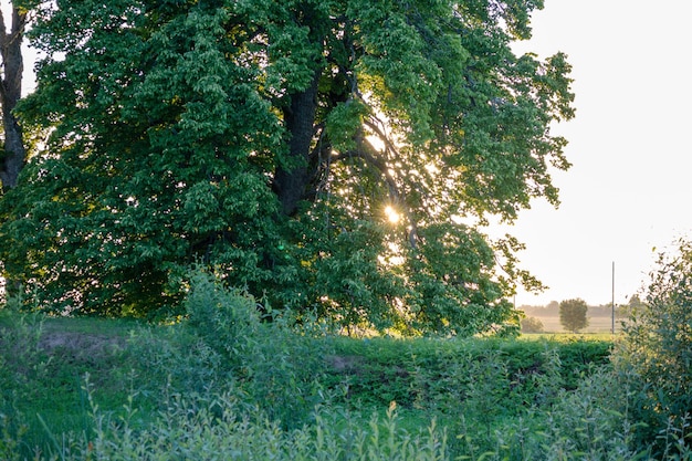 Un árbol en un campo con el sol brillando a través de los árboles.