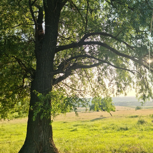 Un árbol en un campo con el sol brillando a través de las ramas.