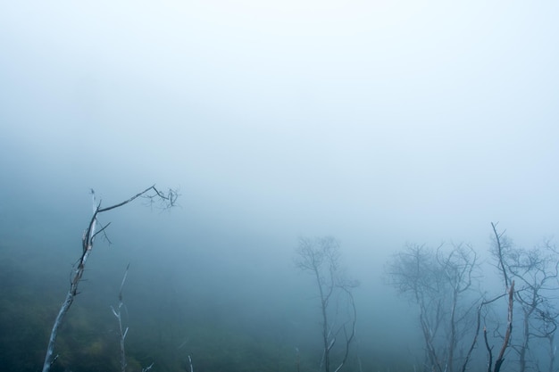 árbol en un campo temporada de invierno