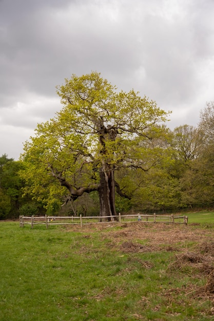 Un árbol en un campo con una valla al fondo.