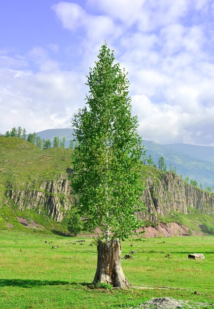 Un árbol en un campo verde con el telón de fondo de las montañas bajo un cielo nublado azul. Altai, Siberia, Rusia