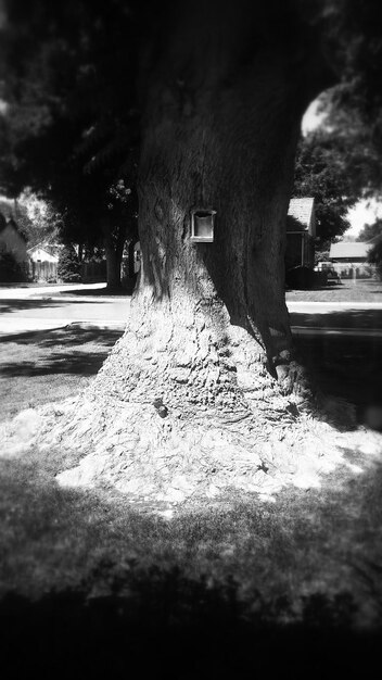 Árbol en el campo