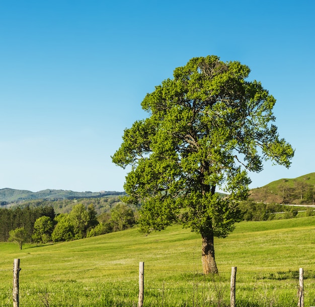 Foto Árbol en el campo