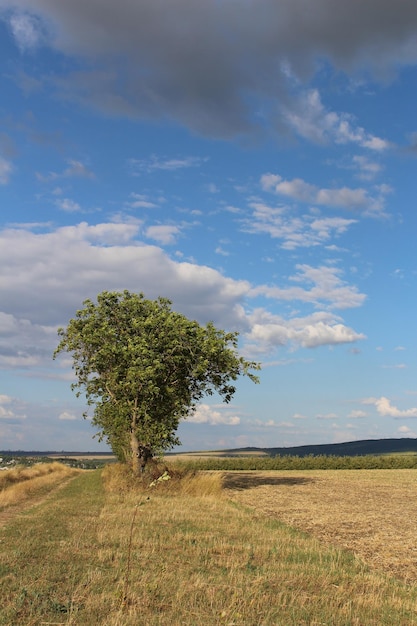 un árbol en un campo