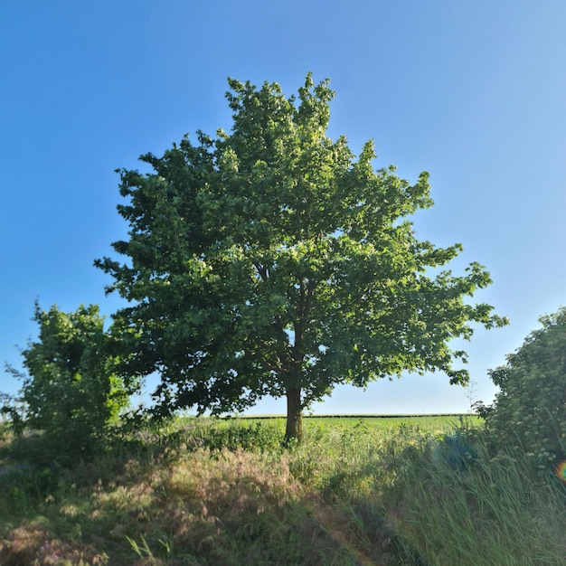 un árbol en un campo