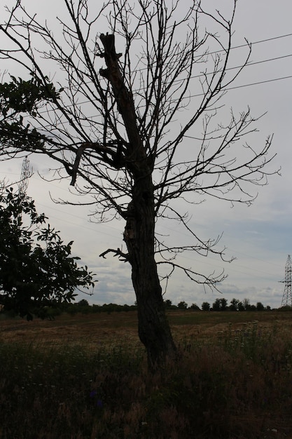 un árbol en un campo