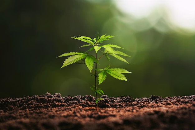 Árbol de cannabis con fondo de sol