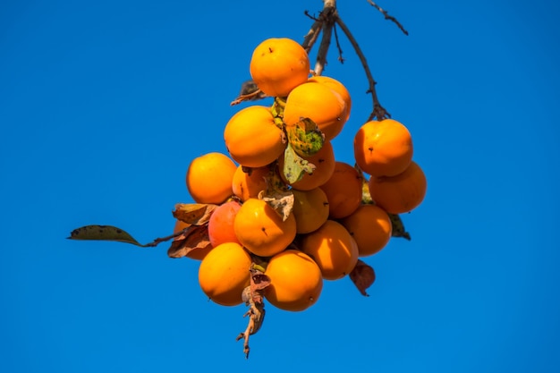 Foto Árbol de caqui con frutas naranjas maduras agenst blue sky otoño tiempo