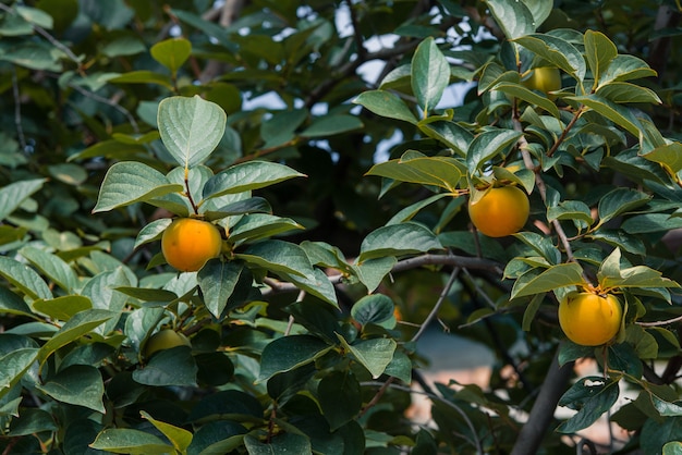 Árbol de caqui con muchos caquis en otoño