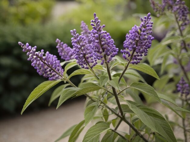 El árbol casto Vitex agnuscastus en el jardín