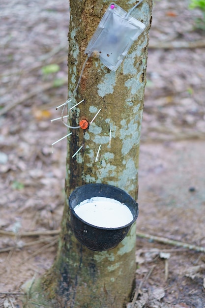 Foto el árbol del caucho (hevea brasiliensis) produce látex mediante el uso de gas etileno para acelerar la productividad. látex como la leche conducido a guantes, condones, llantas, llantas, etc.