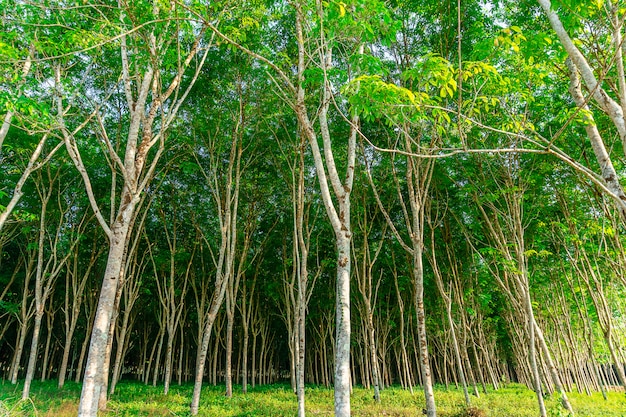 Para árbol de caucho, plantación de látex y caucho de árboles.