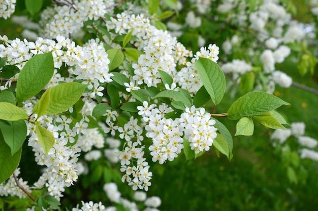 Foto Árbol de cereza de pájaro en flor de cerca