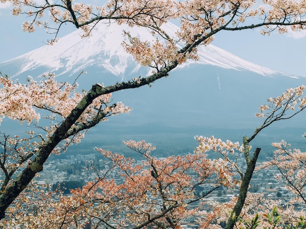 El árbol de cerezas en flor contra el cielo
