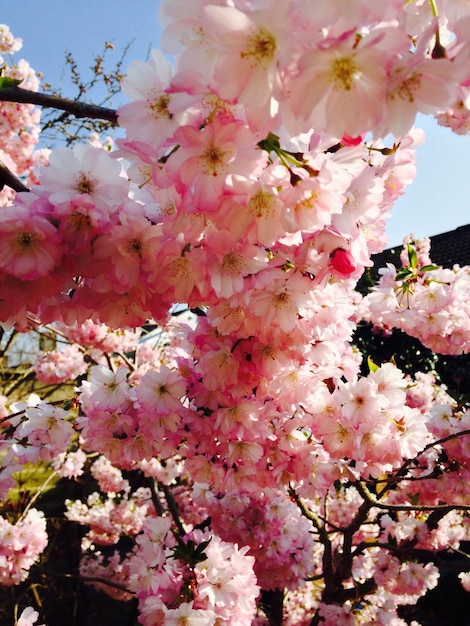 Foto Árbol de cerezas en flor