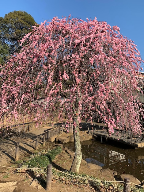 Foto el árbol de cerezas rosadas en flor contra el cielo.