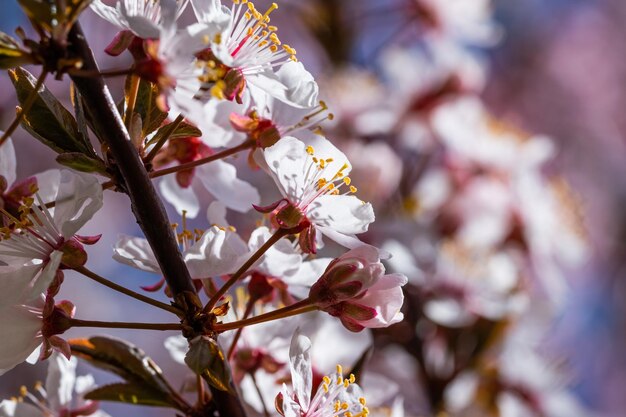 Árbol de cerezo en flor en la temporada de primavera específico