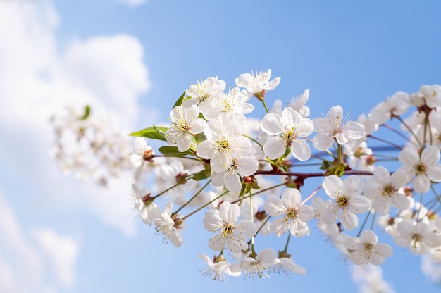 Árbol de cerezo en flor