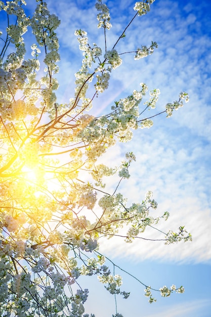 Foto Árbol de cerezo a través del sol translúcido