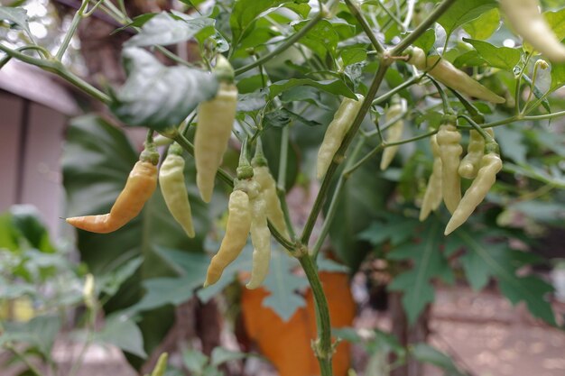 Un árbol de chile que está dando frutos pesados en el jardín de la casa