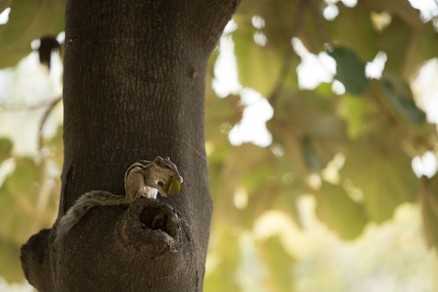 árbol de chipmonk