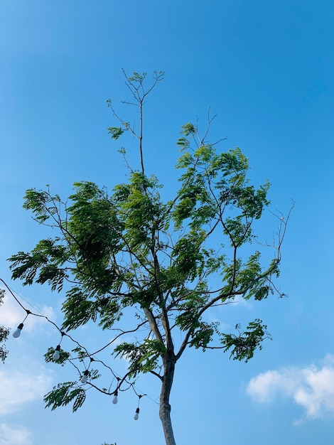 Un árbol con un cielo azul de fondo.