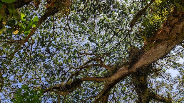 Un árbol con el cielo de fondo.