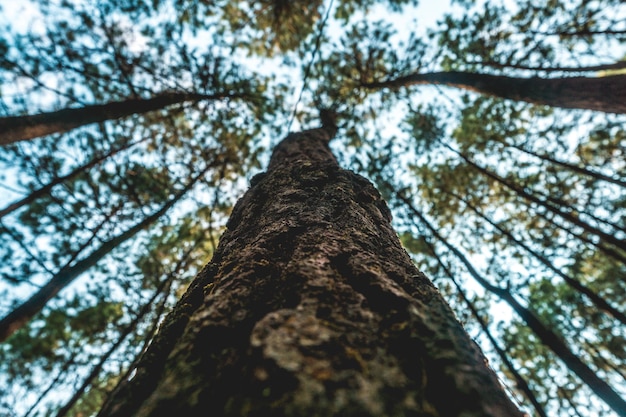 Un árbol con el cielo de fondo.