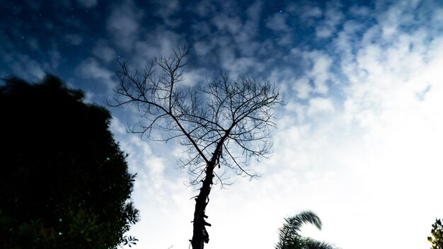 Un árbol en el cielo con la luna detrás