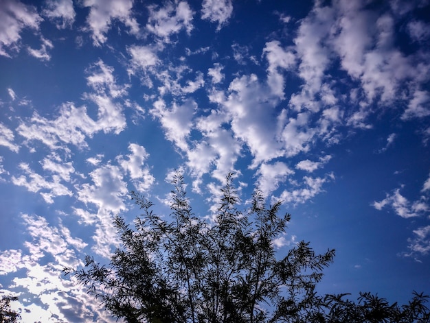 Un árbol en el cielo con nubes y un cielo azul.