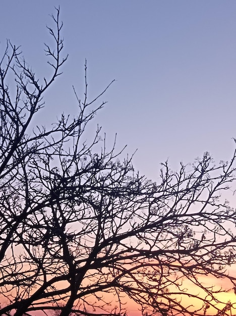 Un árbol con un cielo rosa y azul de fondo.