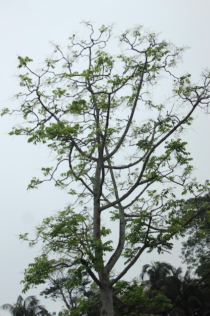 Foto un arbol en el cielo