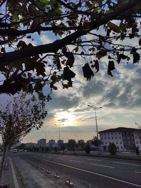 un arbol en el cielo