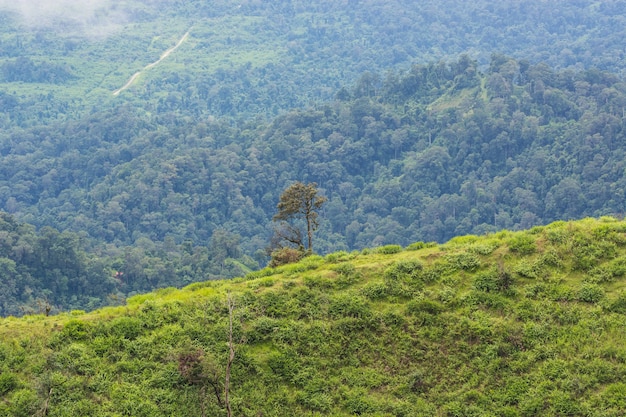 árbol en la cima de la colina con fondo de montaña.