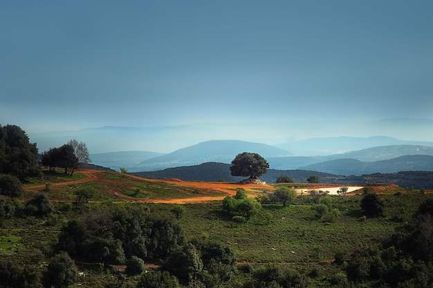 un árbol en la cima de una montaña forestal entre rocas azules