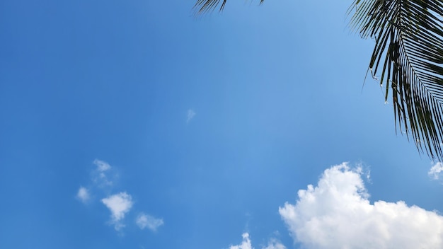 Foto Árbol de coco y cielo azul con nubes blancas en verano