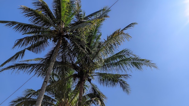 árbol de coco con cielo azul