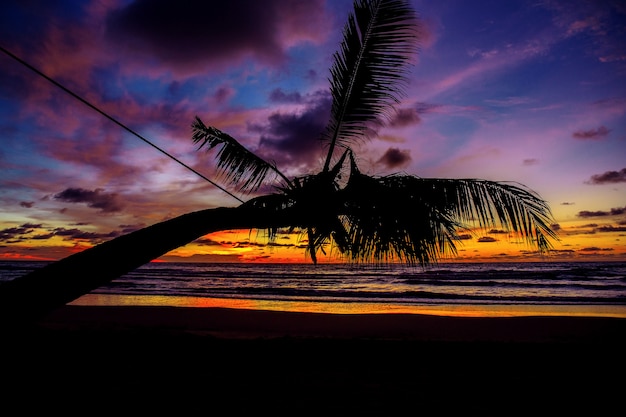 Árbol de coco en el mar con puesta del sol.