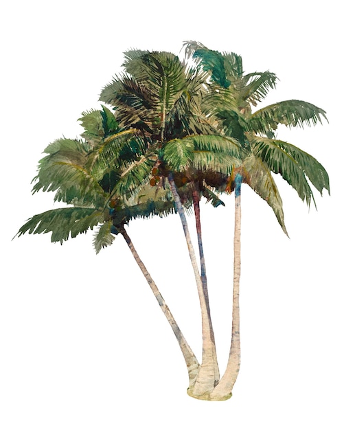 Árbol de coco png acuarela collage elemento de fondo transparente Remezclado por rawpixel