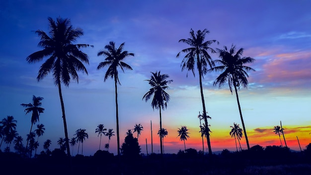 El árbol de coco con puesta de sol