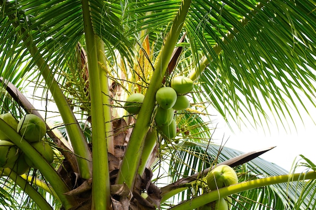 Árbol de coco con racimos de frutos de coco