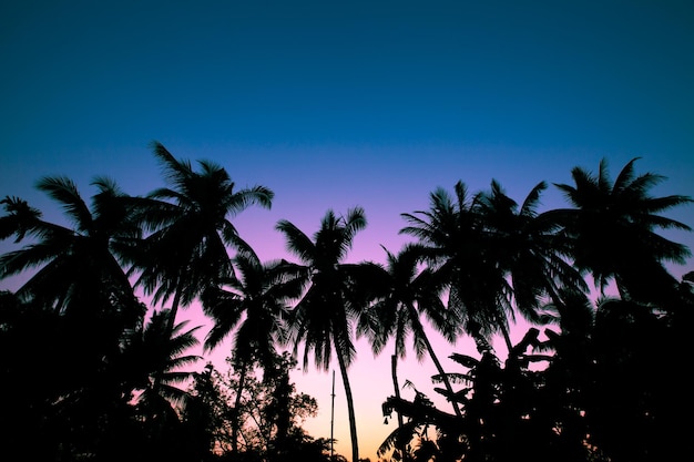 árbol de coco de silueta sobre fondo de cielo crepuscular.