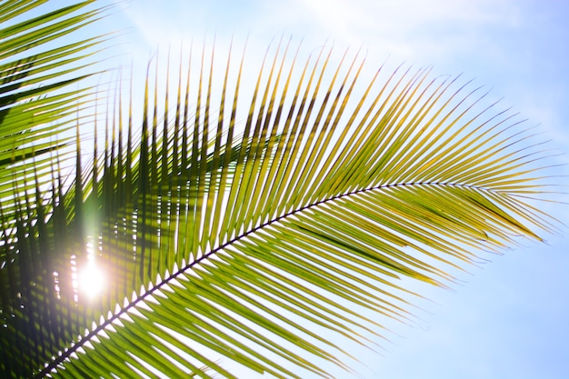 árbol de coco en verano con fondo de cielo