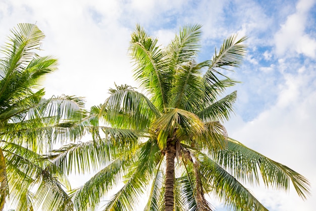 árbol de coco