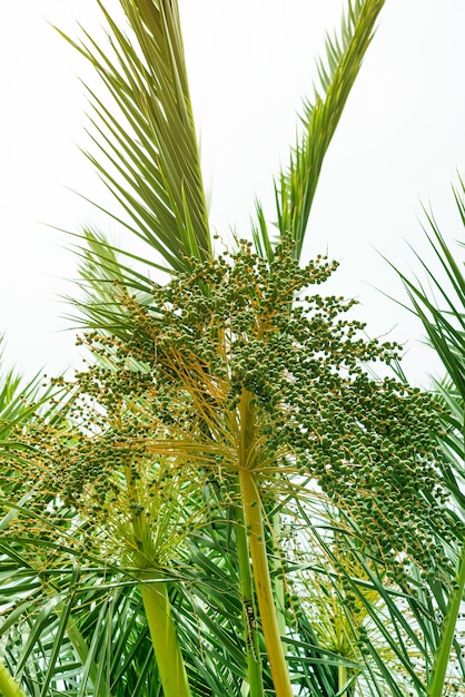 Foto Árbol de un coco