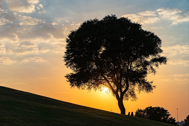 Foto Árbol en la colina con espectacular puesta de sol y cielo azul.