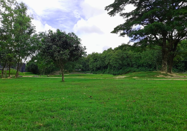 árbol en la colina con fondo verde